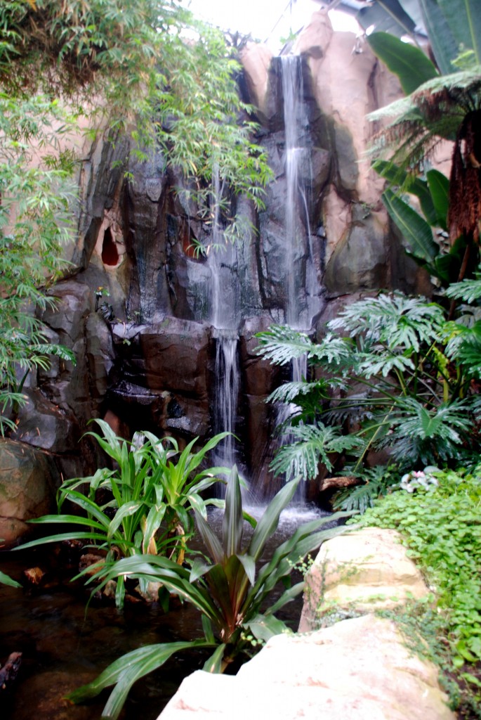 Biotropica - dans l'ambiance