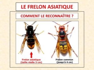 Le frelon asiatique, une physionomie différente du frelon européen