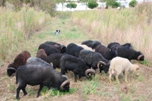 Les 18 moutons se sont d'emblée accommodés à leur nouveau logis urbain