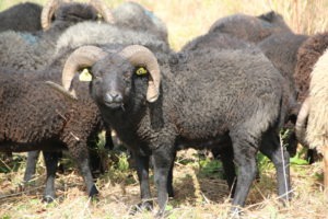 Les moutons d'Ouessant, une race très rustique, sont les plus petits du monde 