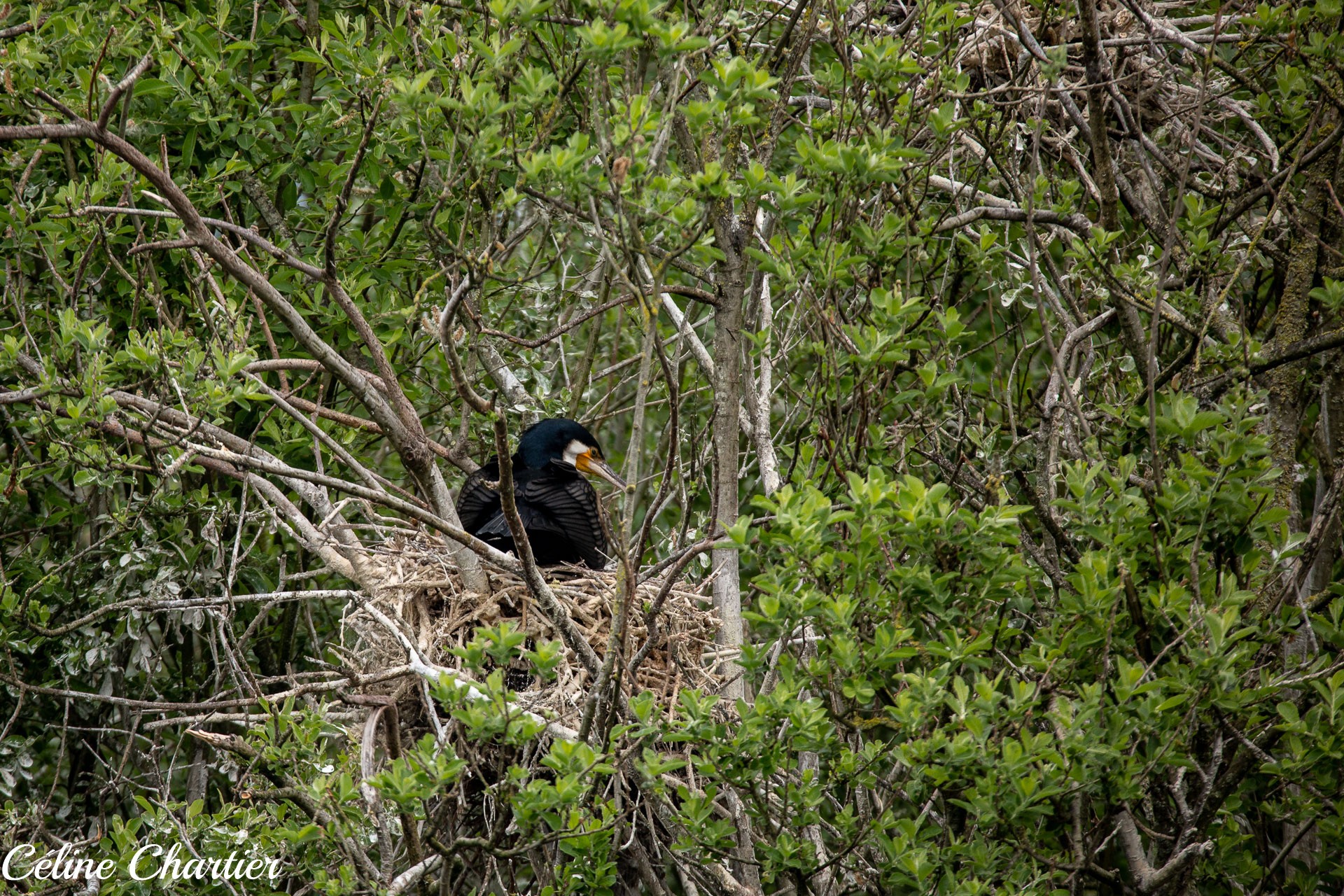 50 ans du GONm : la réserve ornithologique célèbre l’évènement le 12 mars