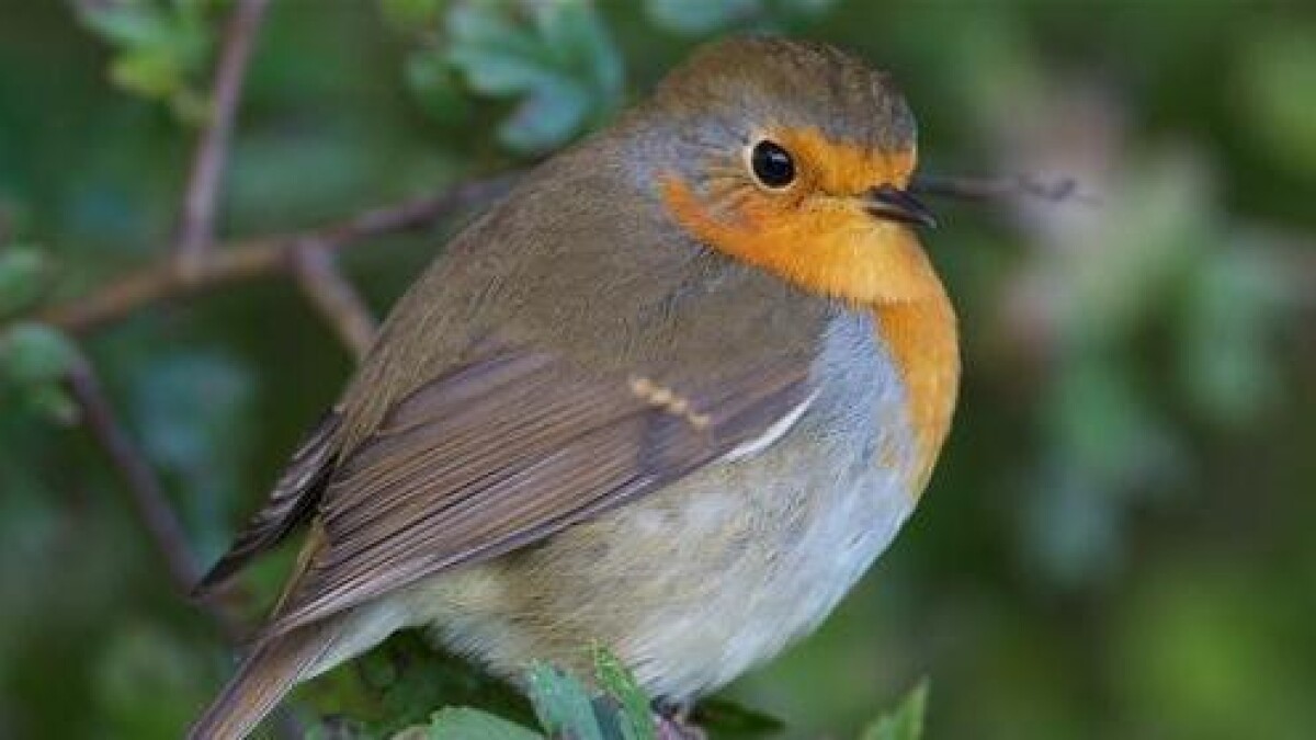 Les Rendez-vous du Groupe Ornithologique Normand (GONm) – Les premiers chants du rossignol