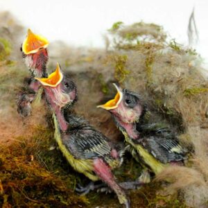 Les rendez-vous du GONm - Les oiseaux nourissent