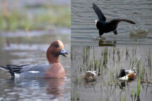 2022-juillet-Gonm-identification oiseaux eau