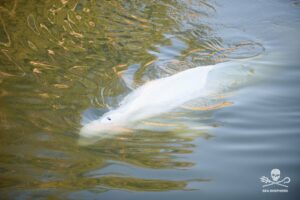 Beluga seine2