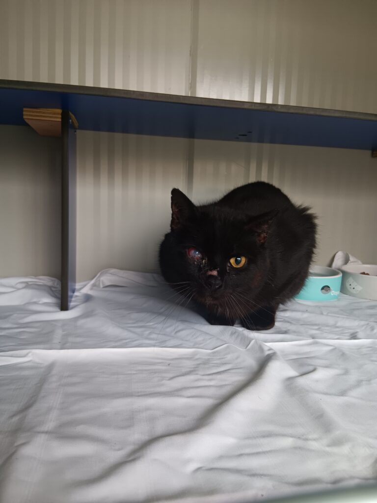 Arrivé le 06/03/2026 - Chat européen, mâle entier, adulte, noir - non identifié - Traumatisme à l oeil