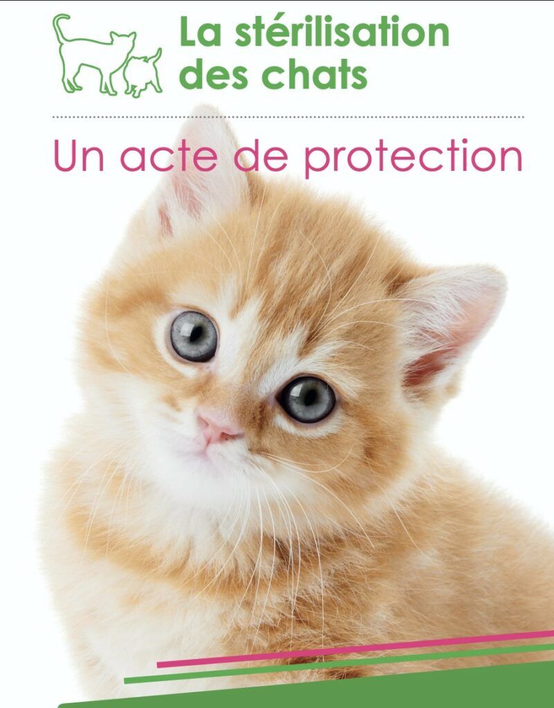 La stérilisation des chats