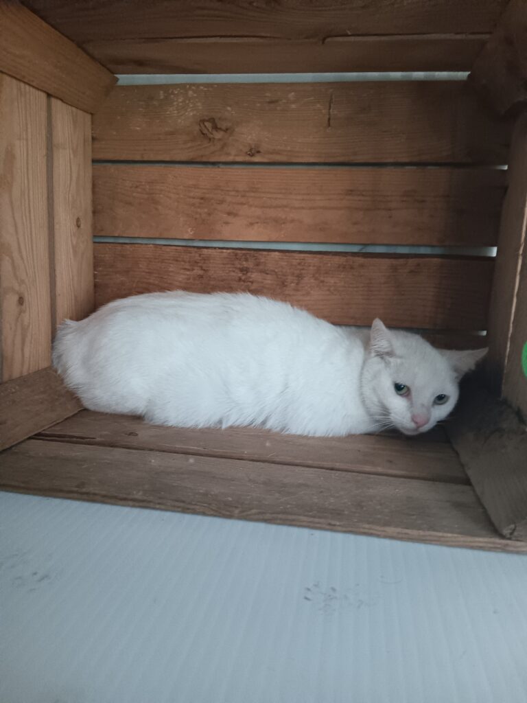 Arrivée le 11/05/2026 - Trouvée allée des Corsaires - Chat européen, Femelle, Blanche, Adulte - Non identifiée - Familière
