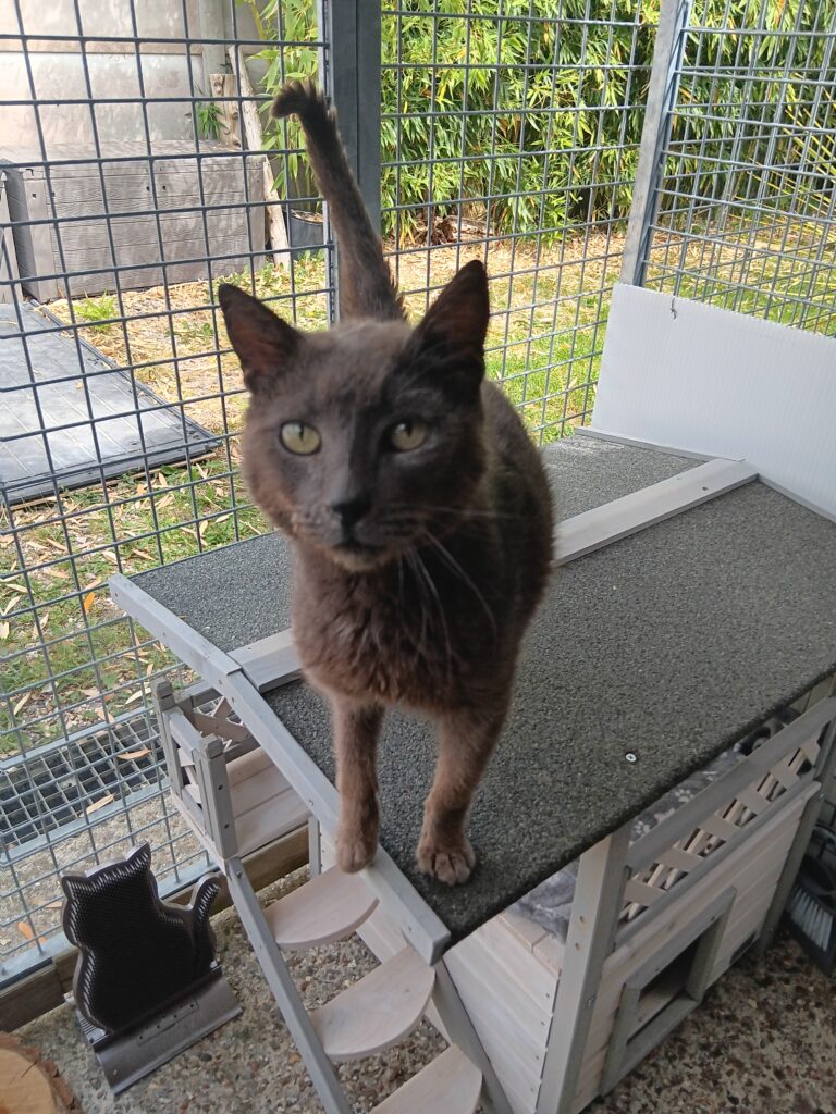 Arrivé le 23/04/2026 - Trouvé rue de la Plaine - chat européen, mâle castré, gris - non identifié - mal en point, familier