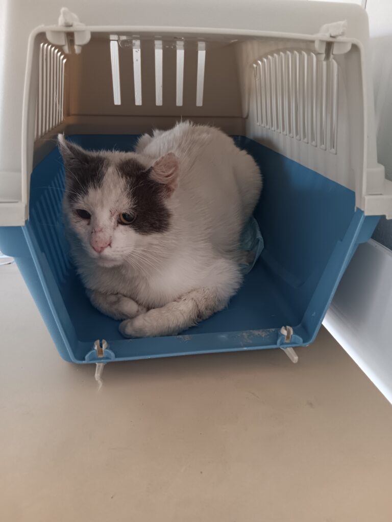 Arrivé le 27/05/2026 - Trouvé voie du future - Chat européen, Mâle entier, blessé à la patte - Non identifié - Très Craintif