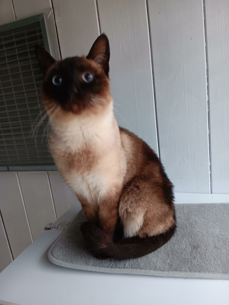 Arrivée le 05/05/2026 - Trouvée rue des Fleurs - chat type siamois, femelle, adulte - non identifiée - familière