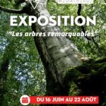 Arbres célèbres, arbres de cœur, en ville ou à la campagne... les arbres sont les êtres vivants essentiels de notre environnement. Venez porter un autre regard sur la nature qui nous entoure à travers l'exposition "Les arbres remarquables", installée prochainement à la médiathèque !