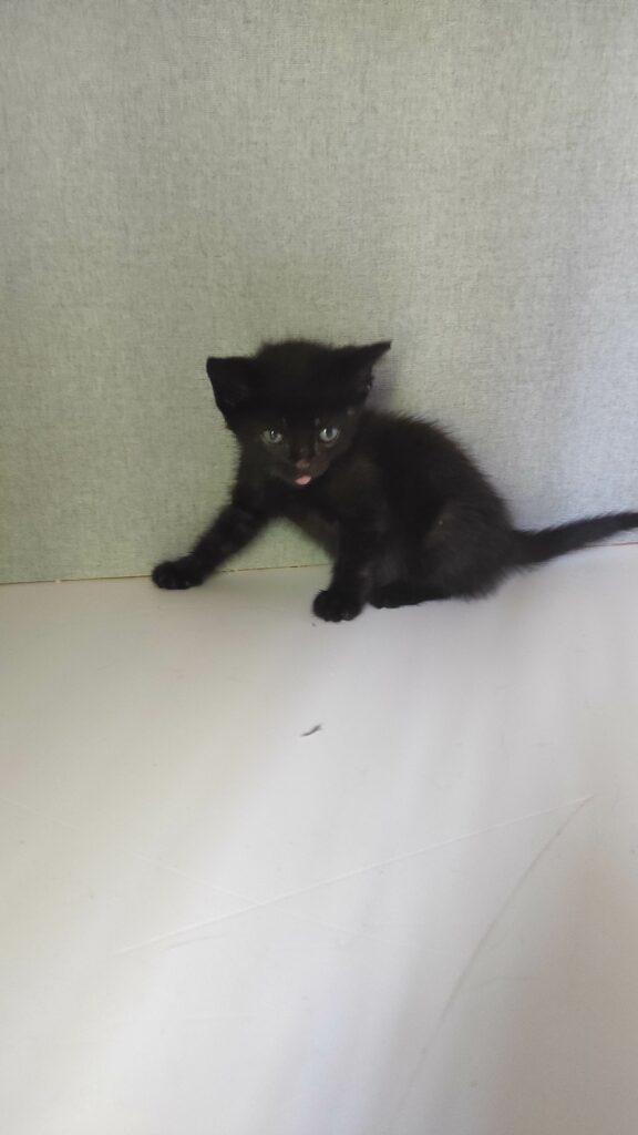 Arrivée le 16/06/2026 - Trouvée voie du Futur - chaton noir, femelle - très craintive, parasitée, teigne