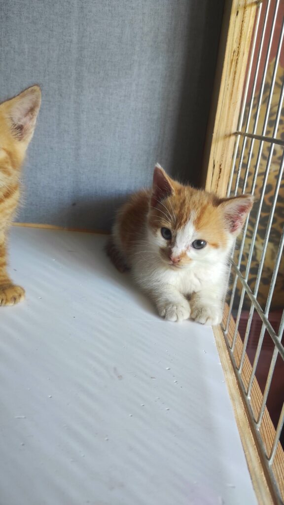 Arrivé le 16/06/2026 - Trouvé voie du Futur - chaton roux et blanc, mâle - très craintif, parasité, teigne