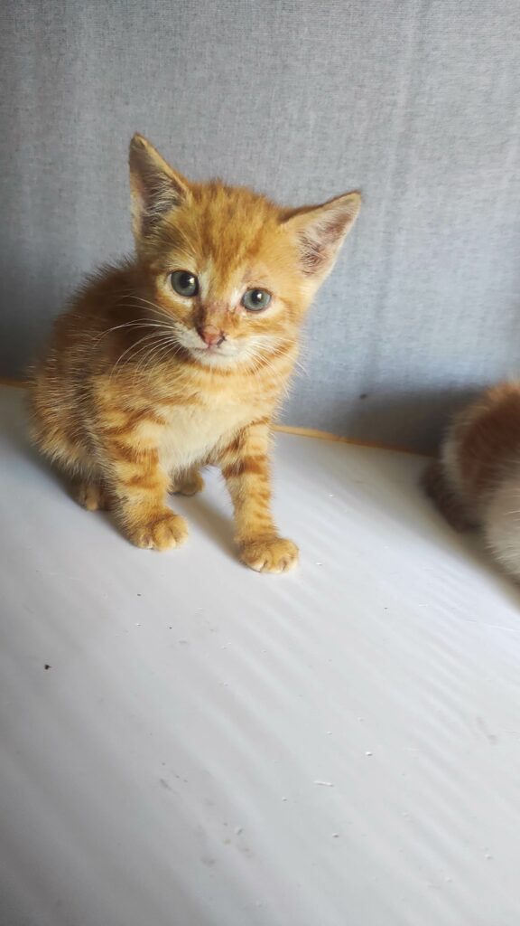 Arrivé le 16/06/2026 - Trouvé voie du Futur - chaton roux, mâle - très craintif, parasité, teigne