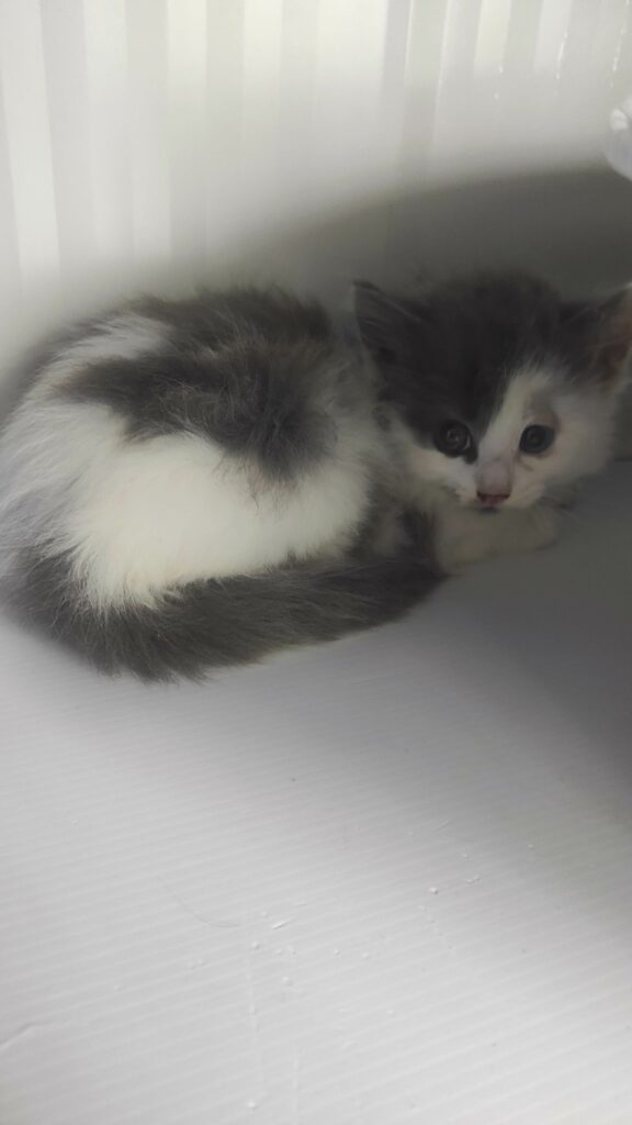 Arrivé le 12/06/2026 - Trouvé voie du futur - chaton gris et blanc très craintif, parasité, teigne