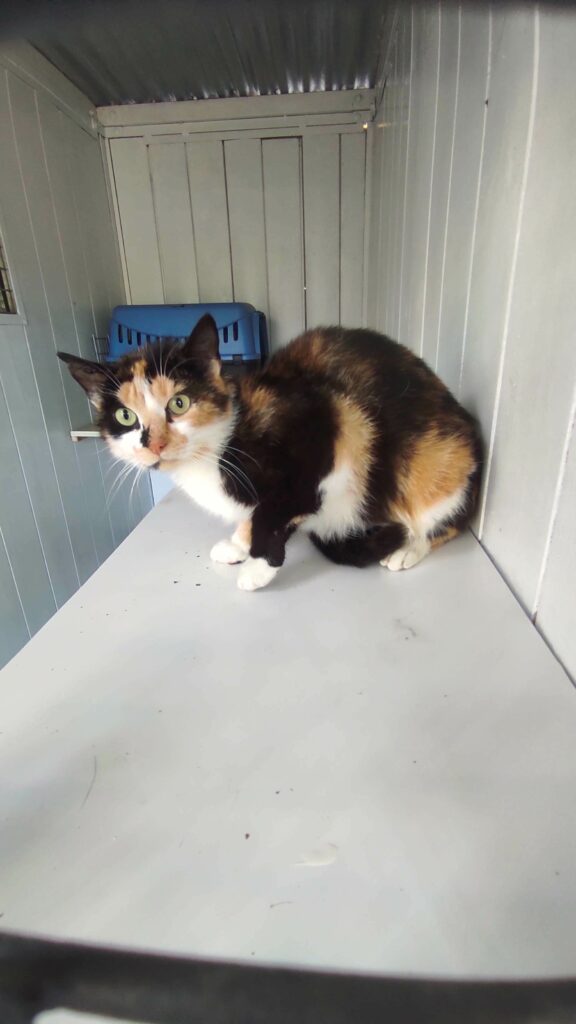Arrivée le 09/06/2026 - Trouvée voie du Futur - Chat européen, femelle, écaille de tortue/blanc - non identifiée - très craintive