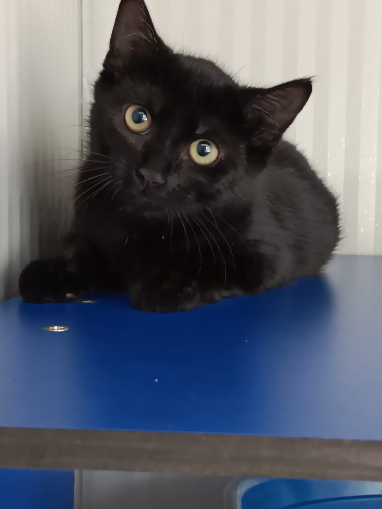 Arrivé le 27/07/2026 - Trouvé rue des Fleurs - chaton noir, mâle - non identifié - très craintif