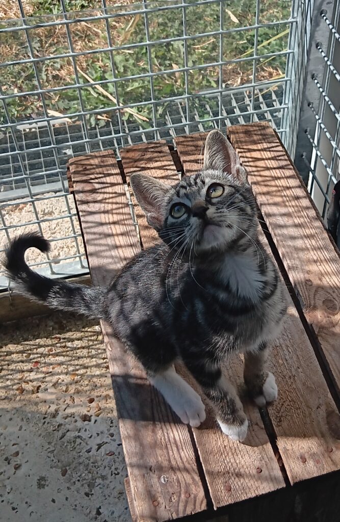 Arrivé le 27/07/2026 - trouvé voie Bachelière - chaton tigré et blanc, mâle - non identifié - familier
