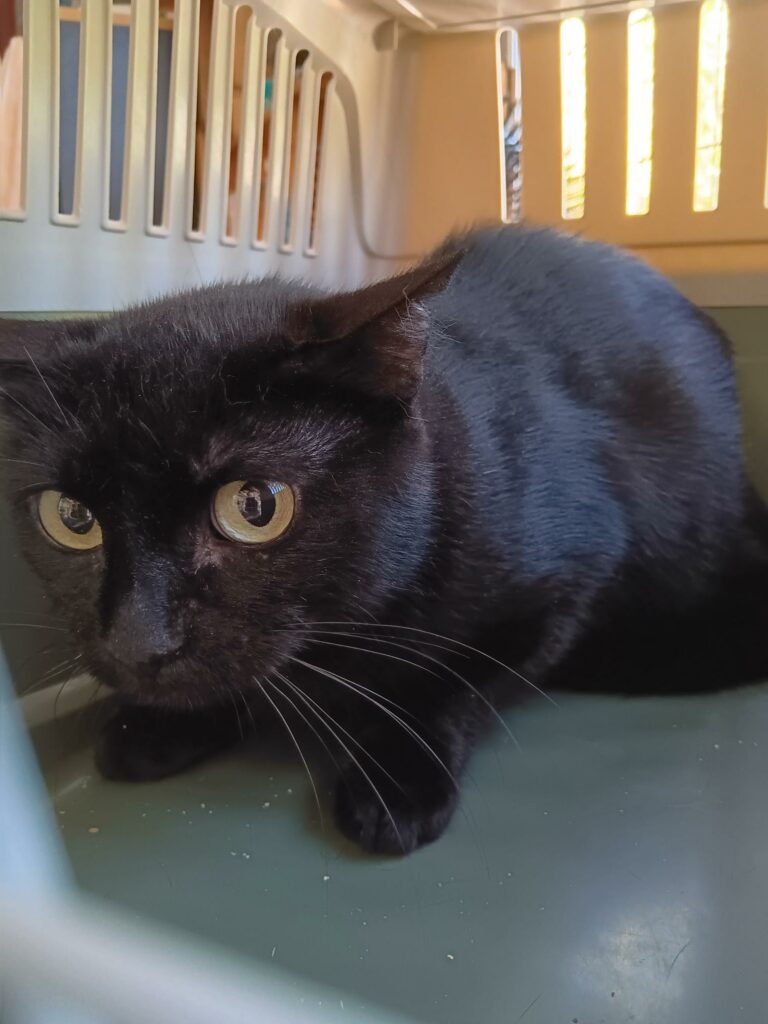 Arrivée le 20/07/2026 - Trouvée rue des Fleurs - chat européen, femelle, noir - très craintive