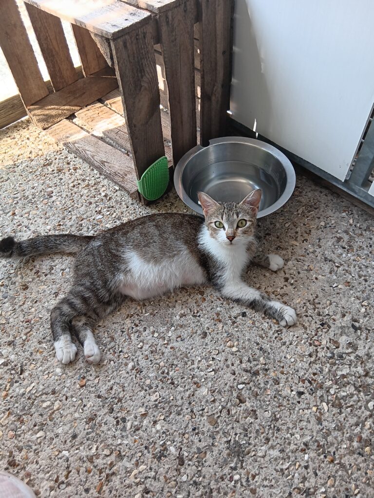 Arrivée le 05/08/2026 - Trouvée rue du Lierre avec 3 chatons - chat européen tigré et blanc, femelle - non identifiée - familière