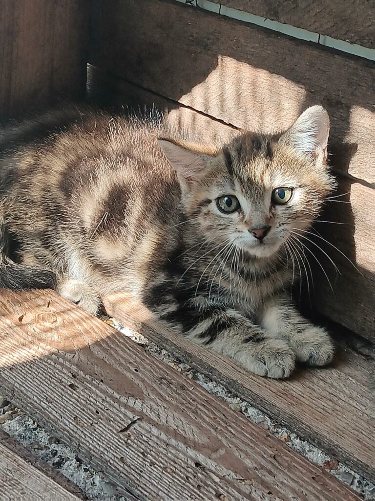 Arrivée le 05/08/2026 - trouvée rue du Lierre - chaton femelle - non identifiée - très craintive