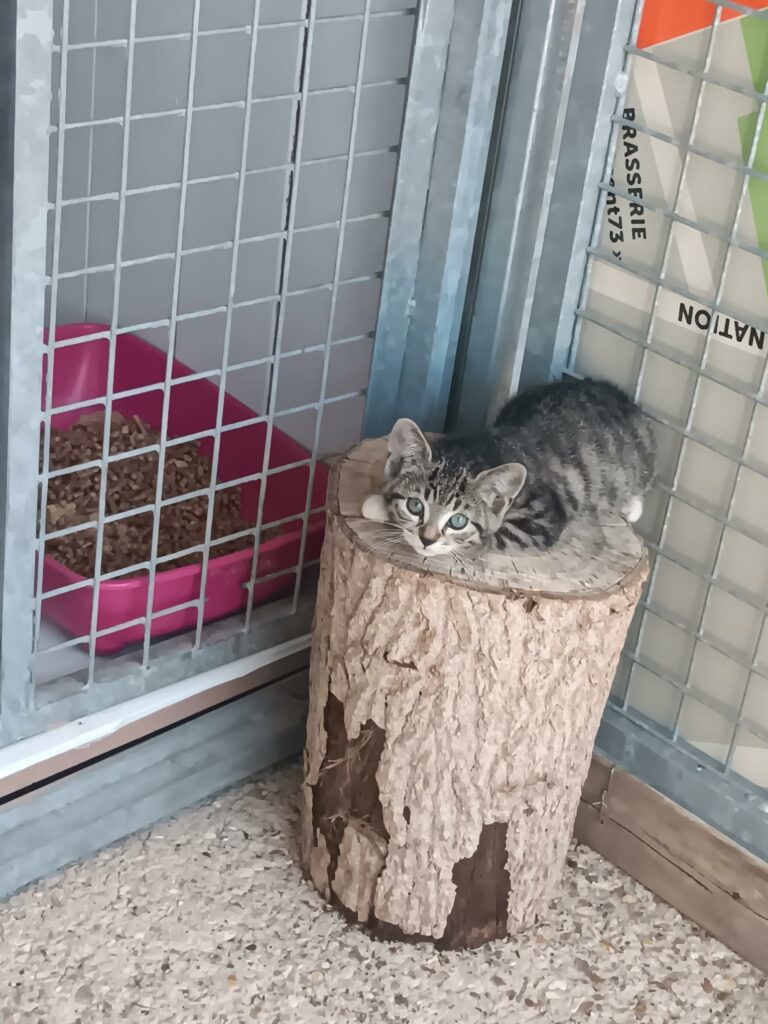 Arrivée le 05/08/2026 - trouvée rue du Lierre - chaton femelle - non identifiée - très craintive