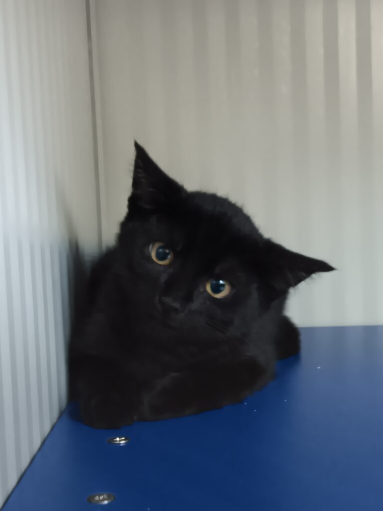 Arrivée le 27/07/2026 - Trouvée rue des Fleurs - chaton noir, femelle - non identifiée - très craintive