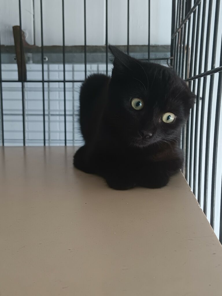 Arrivée le 27/07/2026 - Trouvée rue des fleurs - chaton noir, femelle - non identifiée - très craintive
