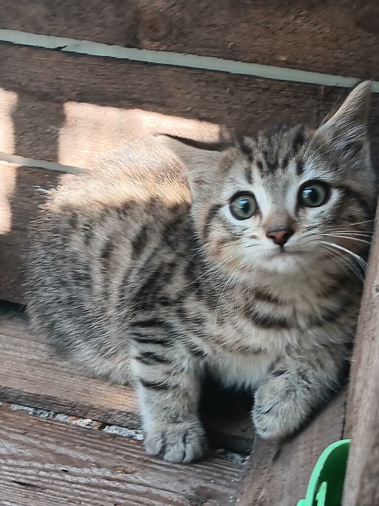 Arrivé le 05/08/2026 - trouvé rue du Lierre - chaton mâle - non identifié - très craintif