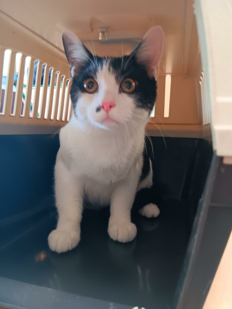 Arrivé le 09/09/2026 - Trouvé voie de la Ferme - chat européen, mâle entier - non identifié - familier