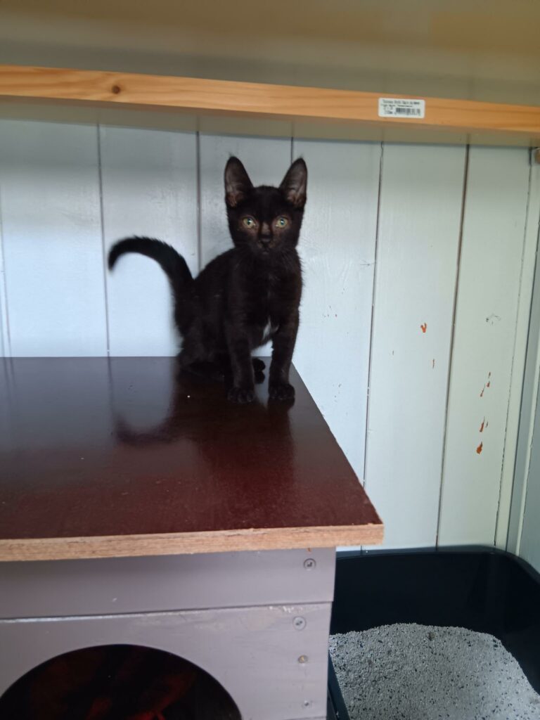 Arrivé le 08/09/2026 - Trouvé rue du la Plaine - chaton noir européen, mâle - non identifié - familier - santé : coryza et teigne, parasité ++