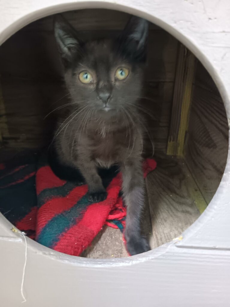 Arrivée le 08/09/2026 - Trouvée rue de la Plaine - chaton européen noir, femelle - non identifié - familier - Santé : coryza, teigne, parasité ++